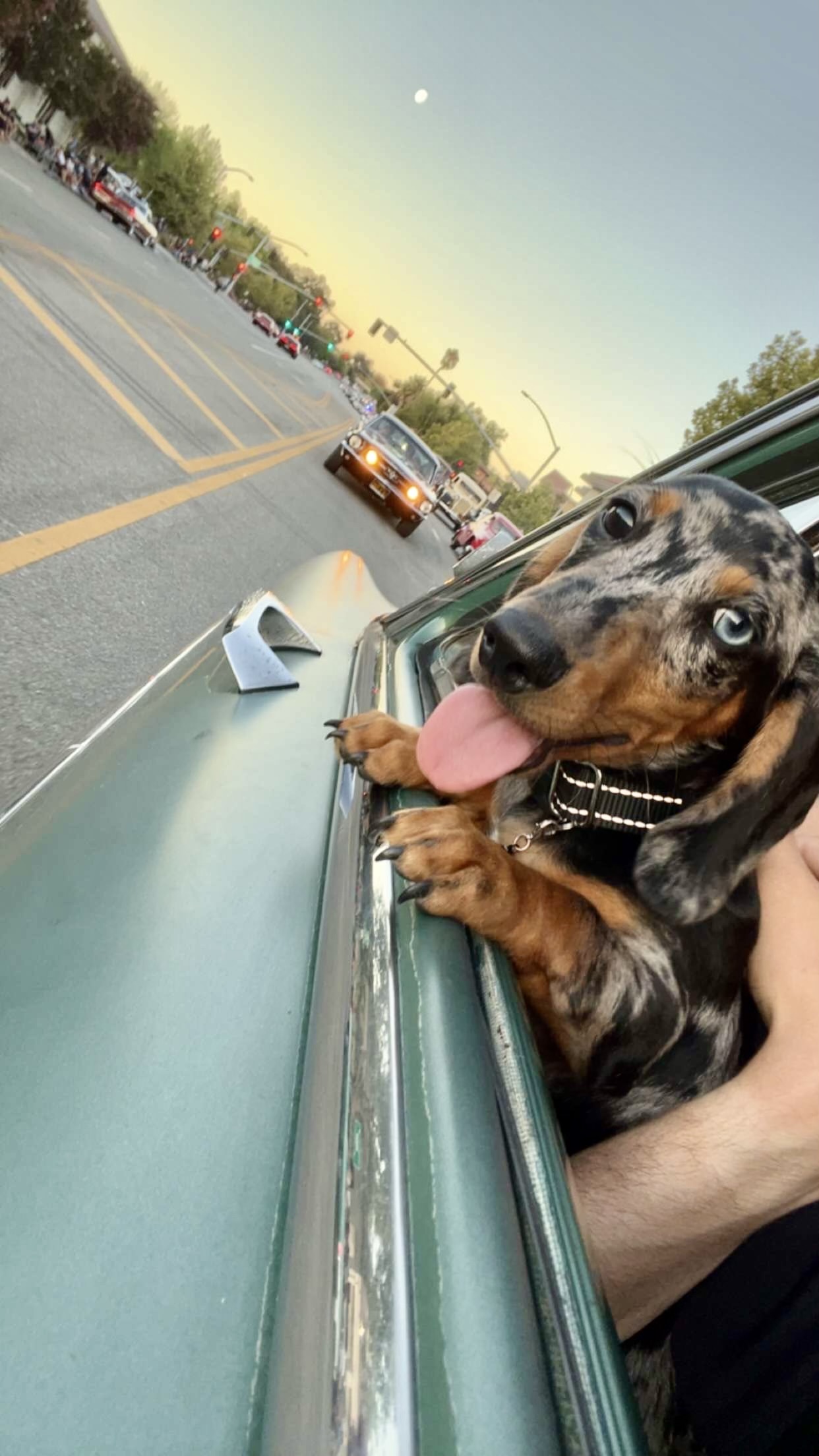 Biggie Smalls, a dapple dachshund with one blue eye, front paws over the door of a classic car with his tongue out at a car show